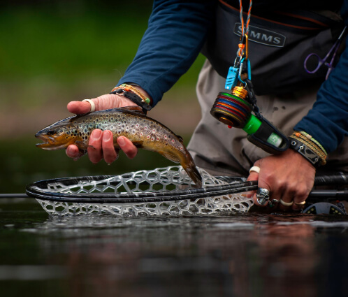 catched trout